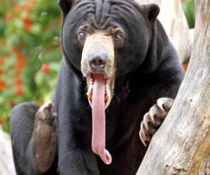 пазл Малайский медведь